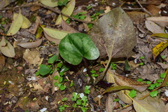 Asarum porphyronotum