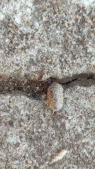 Armadillidium versicolor