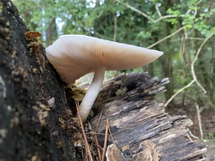 Pluteus cervinus