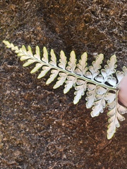 Pityrogramma chrysophylla gabrielae