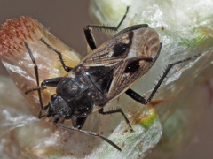 Caprochromus moerens