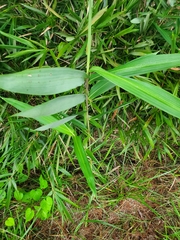 Arundinaria tecta