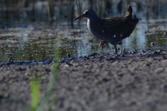 Rallus aquaticus