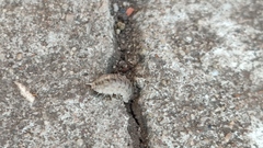 Armadillidium versicolor