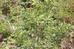 Celtis planchoniana