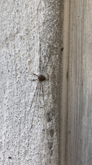 Dicranopalpus ramosus