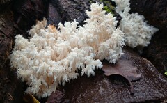 Hericium coralloides