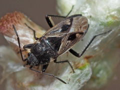 Caprochromus moerens