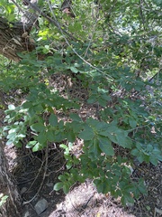 Vaccinium membranaceum