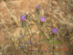 Atractylis cancellata