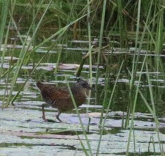 Rallus limicola