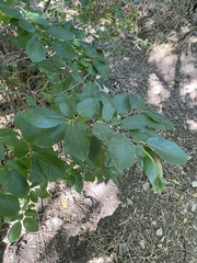 Vaccinium membranaceum