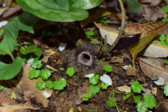 Asarum porphyronotum
