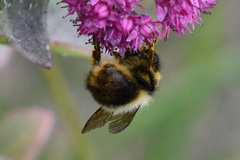 Bombus sichelii
