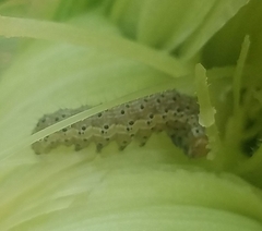 Diaphania
