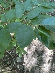 Vaccinium membranaceum