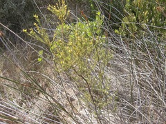 Clutia ericoides
