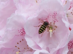 Dolichovespula norvegicoides