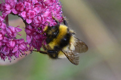 Bombus sichelii