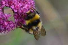 Bombus sichelii