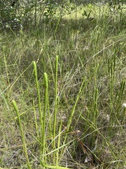 Lycopodiella appressa