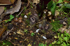 Asarum porphyronotum
