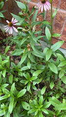 Leucanthemum maximum