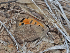 Lycaena clarki