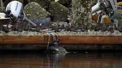 Arenaria melanocephala