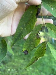Ophiognomonia leptostyla