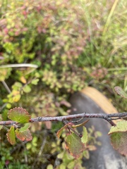 Betula nana