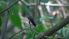 Cynanthus doubledayi