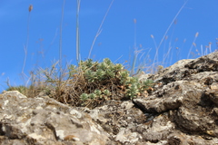 Euphorbia petrophila
