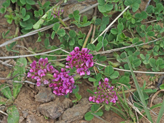 Trifolium burchellianum