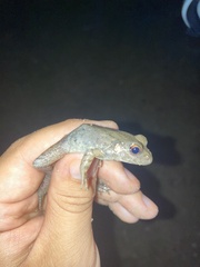 Lithobates heckscheri