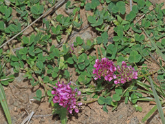 Trifolium burchellianum