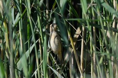 Acrocephalus schoenobaenus