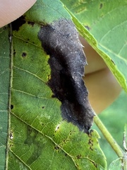 Ophiognomonia leptostyla