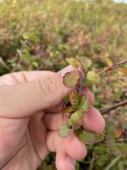 Betula nana