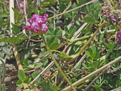 Trifolium burchellianum