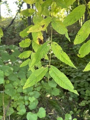 Ophiognomonia leptostyla