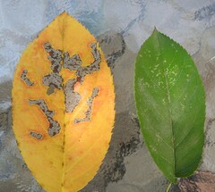 Pterygota