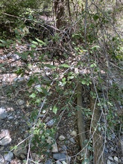 Celtis reticulata