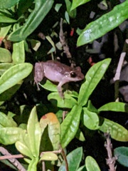 Eleutherodactylus antillensis