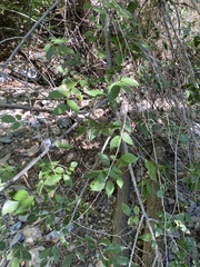 Celtis reticulata