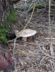 Agaricus sylvicola