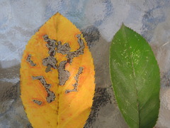 Pterygota