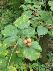 Crataegus mollis