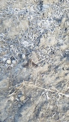 Tabanomorpha