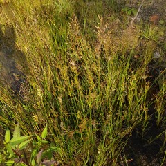 Poaceae